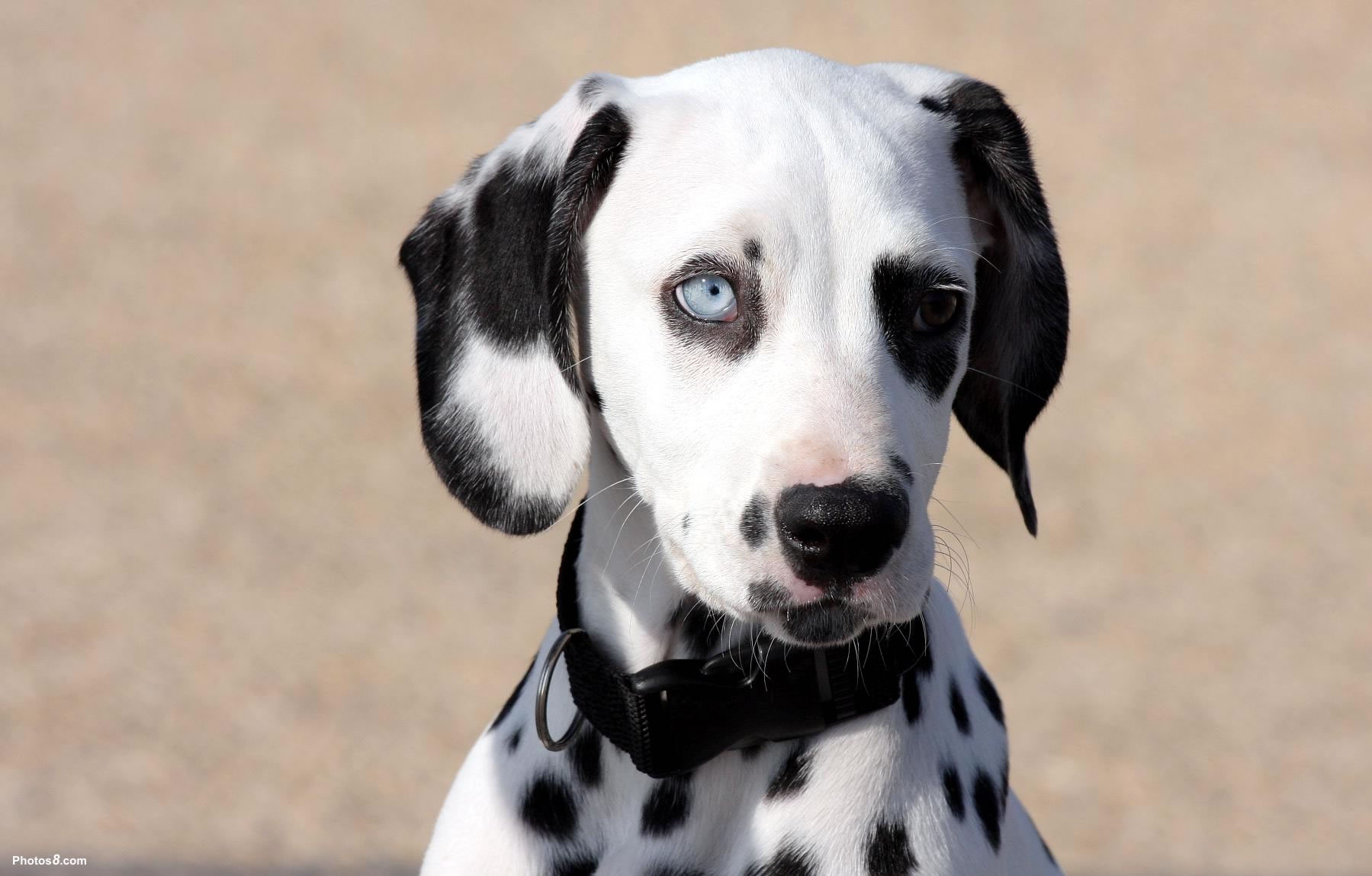 blue eyed dalmatian