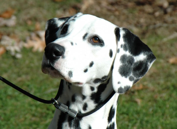 Female Dalmatian portrait