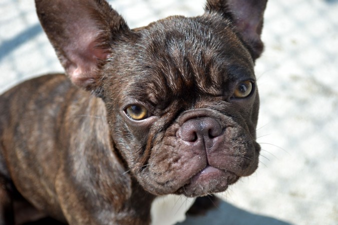 Female brindle French Bulldog wallpaper