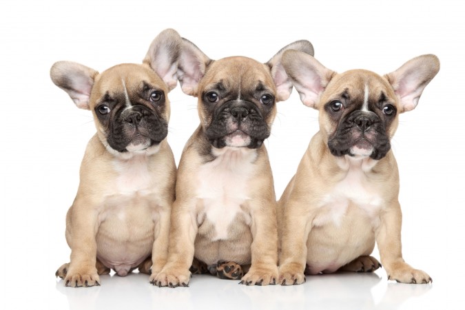 French Bulldog puppies wallpaper