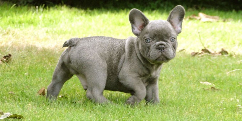 French Bulldog puppy wallpaper (3)