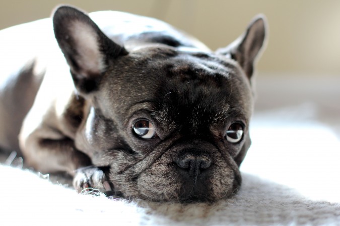 French Bulldog wallpaper