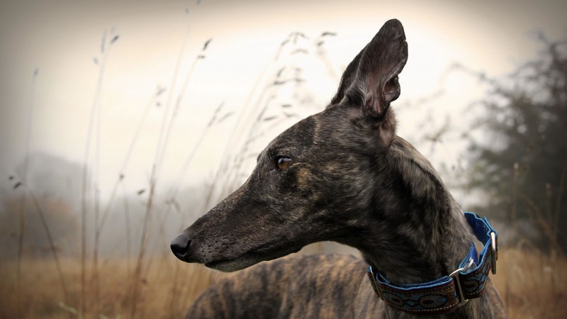 Greyhound closeup wallpaper