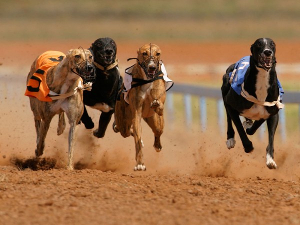 Greyhound derby