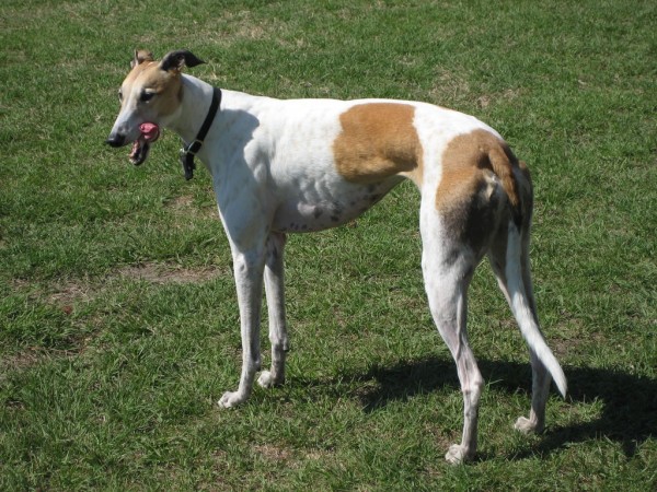 Greyhound dog