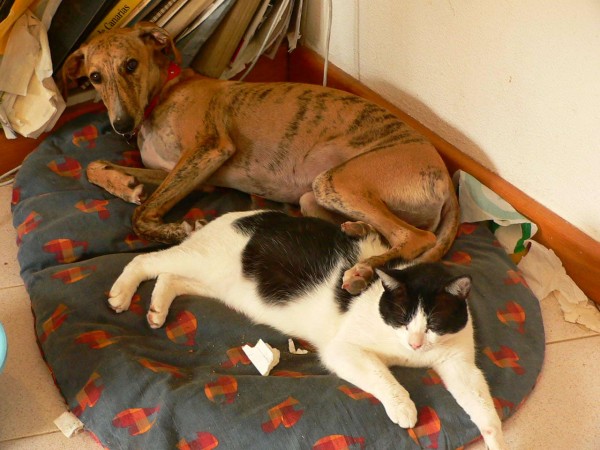 Greyhound puppy with cat