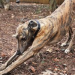 Greyhound stretching wallpaper
