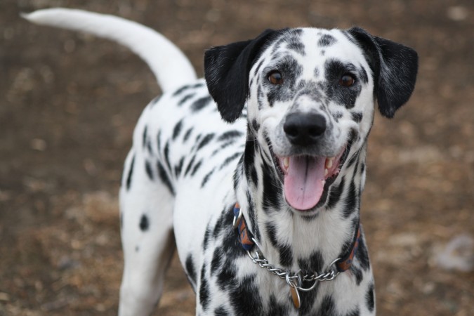 Happy Dalmatian dog wallpaper