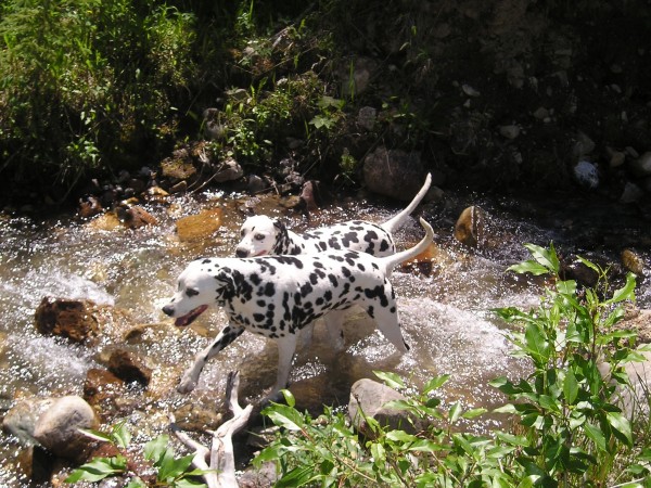 Two Dalmatians in water