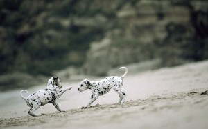 Two Dalmatians playing wallpaper