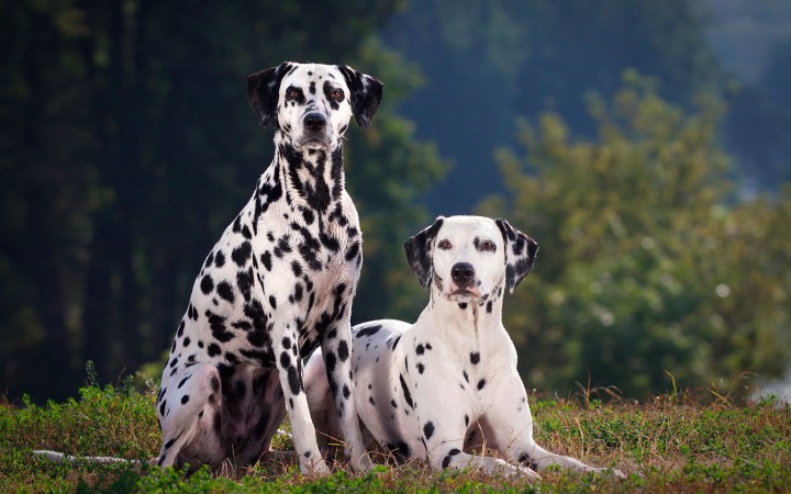 Two Dalmatians wallpaper