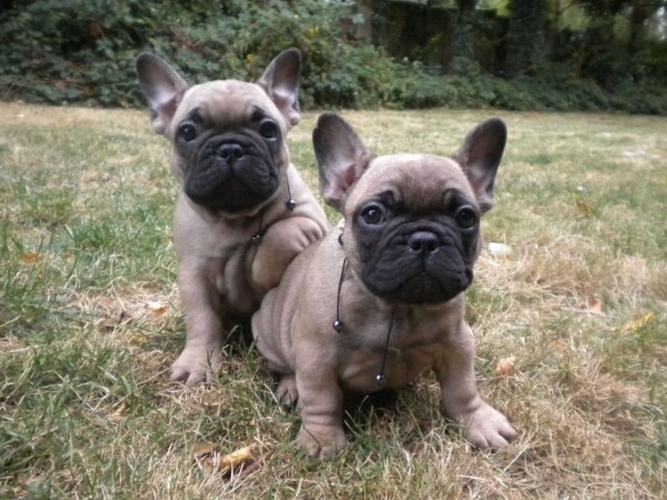 Two French Bulldogs - My Doggy Rocks