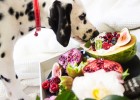 Can Dogs Eat Fruit? Here’s a list of fruit your dog can enjoy