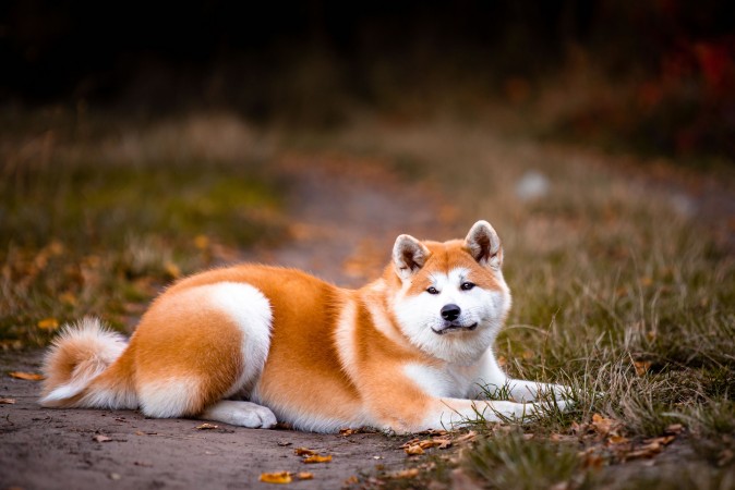 Akita dog