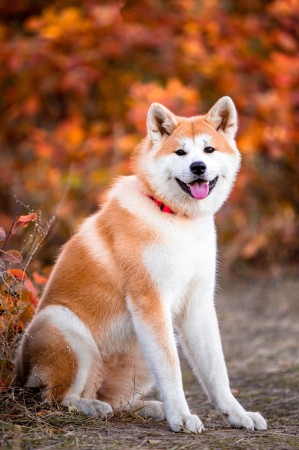 Akita sitting portrait