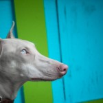 Albino Pharaoh Hound