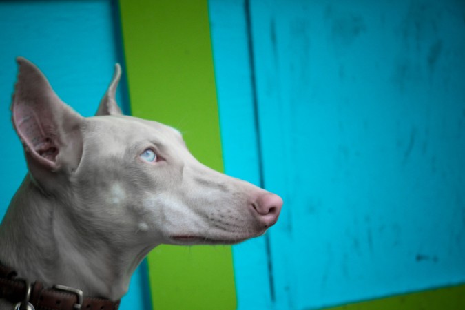 Albino Pharaoh Hound