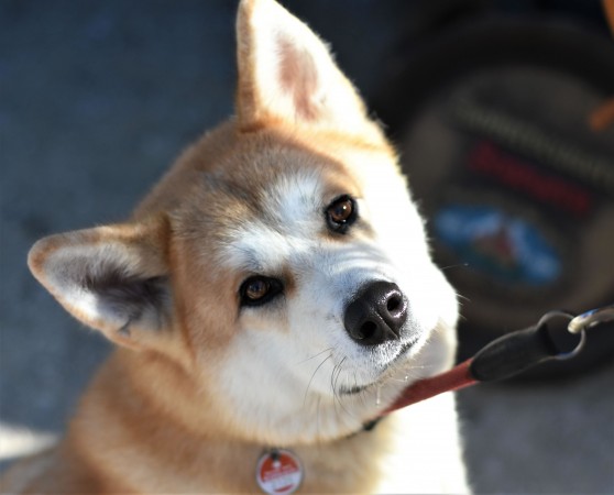 Curious akita