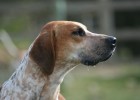 English Foxhound: The World’s Cutest Dog