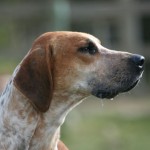 English Foxhound portrait