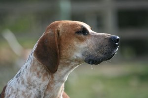 English Foxhound portrait