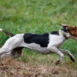 English Foxhound running