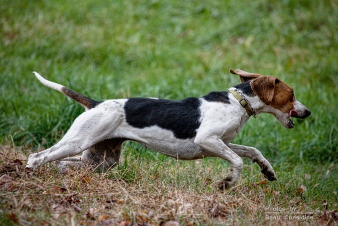 English Foxhound running