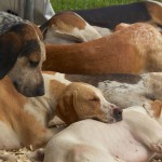 English Foxhounds