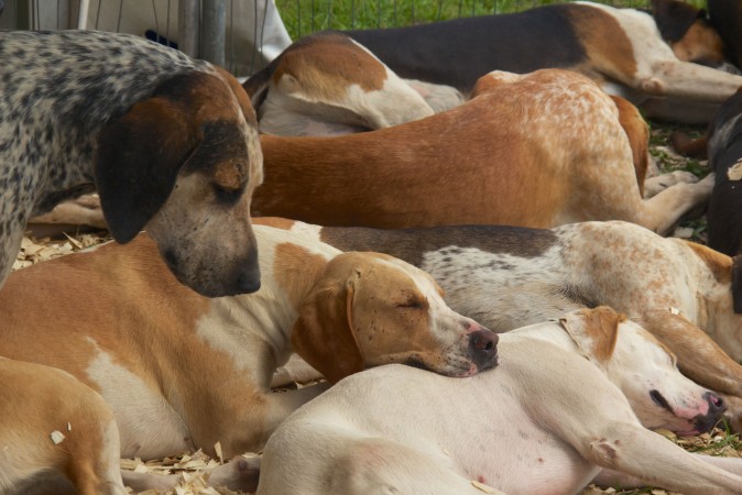 English Foxhounds