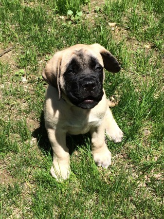 English Mastiff puppy 03