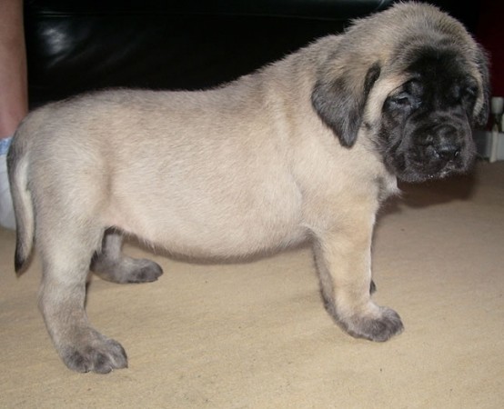 English Mastiff puppy