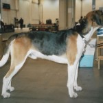 English foxhound