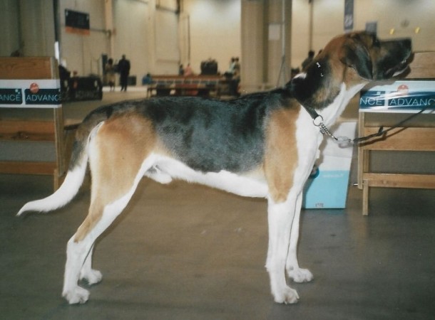 English foxhound