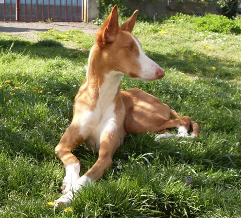 Female Ibizan Hound