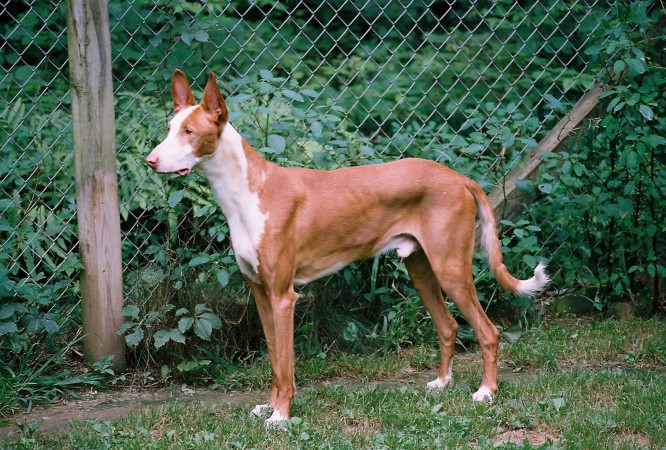 Ibizan Hound 02