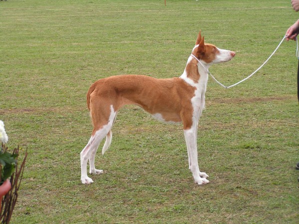 Ibizan Hound 03