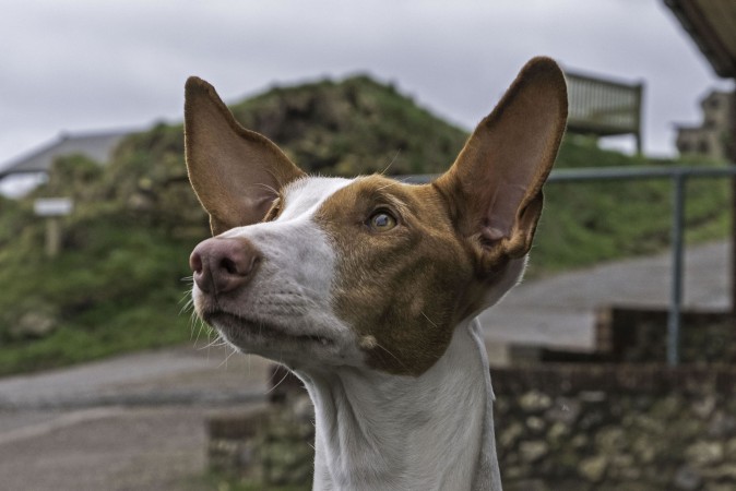 Ibizan Hound headshot