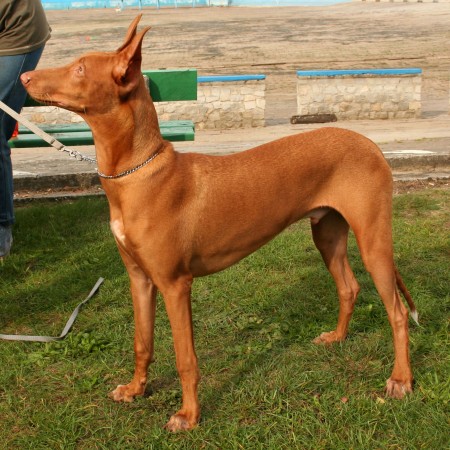 Pharaoh Hound 01