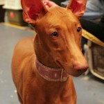 Pharaoh Hound 03