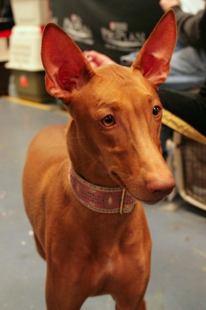 Pharaoh Hound 03