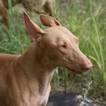 Pharaoh Hound headshot