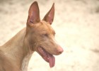 Discover The Majestic Pharaoh Hound