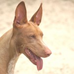 Pharaoh hound 02