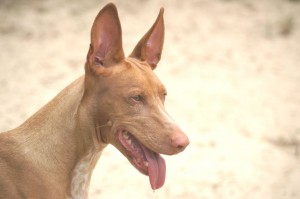 Pharaoh hound 02