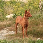 Pharaoh hound 04