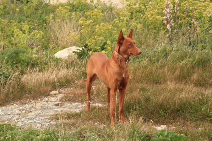 Pharaoh hound 04