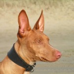 Pharaoh hound head