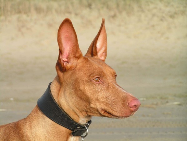 Pharaoh hound head