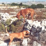 Pharaoh hounds hunting