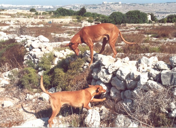 Pharaoh hounds hunting